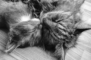 猫咪口腔健康，这些牙刷品牌帮你守护！