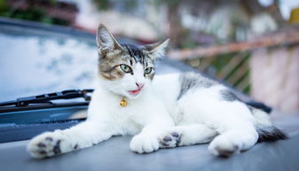 10元以内的猫玩具品牌推荐，性价比之选，让猫咪乐在其中