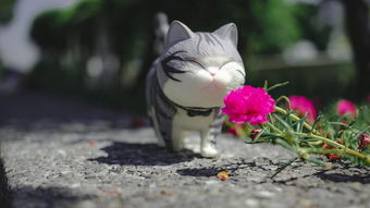 猫儿乐园，热门猫咪玩具品牌大解析
