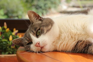 新加坡猫牙刷品牌大盘点，哪家牙刷让你的猫咪笑得更开心？