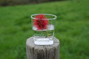 铃兰花水杯—品味生活，从一杯清泉开始