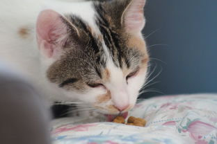 揭秘电动牙刷猫爪品牌，萌宠造型，清洁新体验！