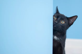 我家猫的最爱，热门猫玩具品牌大解析
