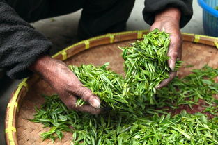 河北茶叶加盟品牌攻略，如何开启茶叶事业的新篇章