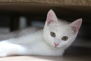 猫咪专用铅笔推荐品牌全解析