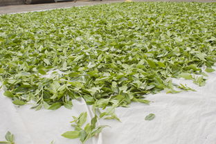 优秀茶叶品牌案例解析，从茶园到茶杯的成功之道
