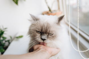 猫咪漱口水大揭秘，平价品牌推荐，让你的爱猫口腔更健康！
