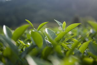龙井茶品牌推荐指南，探寻茶叶中的瑰宝