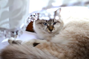 猫什么品牌卫生巾，揭秘猫咪专用卫生巾的奥秘