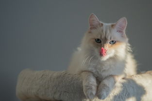 揭秘猫漱口水市场，品牌排名榜大揭秘！