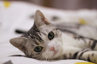 揭秘日本猫漱口水市场，这些品牌让你家猫咪口气清新如常！