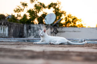 揭秘日本猫漱口水市场，这些品牌让你家猫咪口气清新如常！