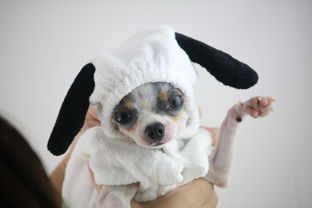 The Dog Brand Toys，从宠物乐趣到品牌传奇